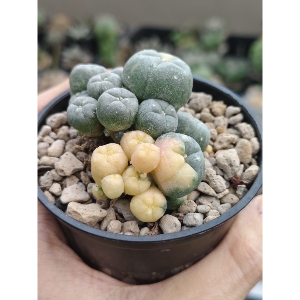 Lophophora lopho williamsii caespitosa variegata kaktus cantik lucu gemoy cluster