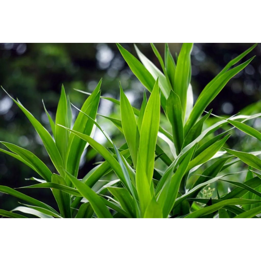 paket 100 gr daun suji pewarna alami, daun tanaman suji, tanaman herbal suji.