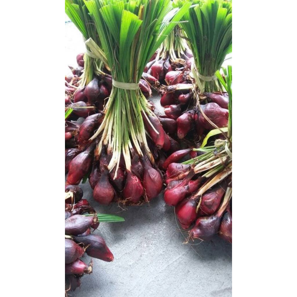 paket 15 umbi bawang dayak, bibit bawang dayak, tanaman bawang dayak, tanaman herbal bawang dayak.