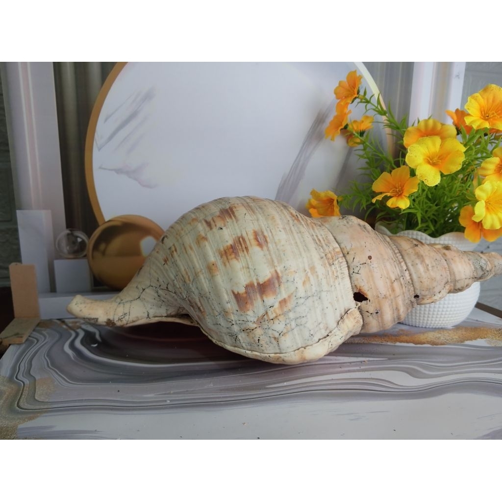 Cangkang kerang terompet jumbo