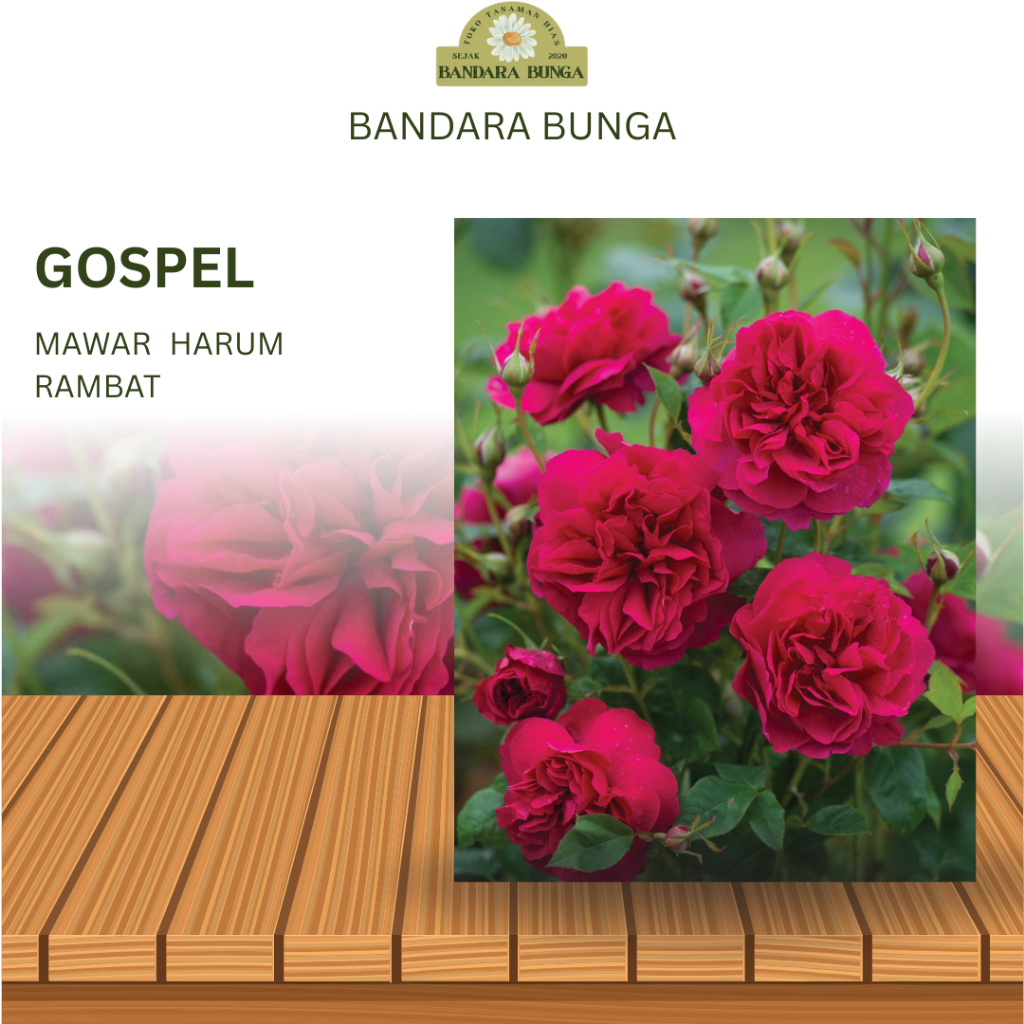 Tanaman Hidup Bunga Mawar Import Gospel-Mawar merah-mawar wangi