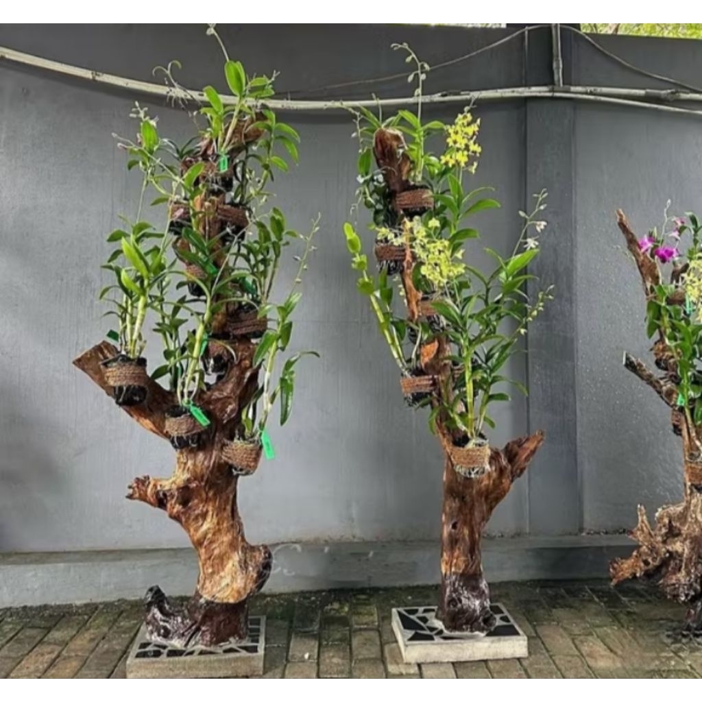 bonggol kayu kopi untuk media tanam anggrek tinggi 130cm+tatakan kayu bulat