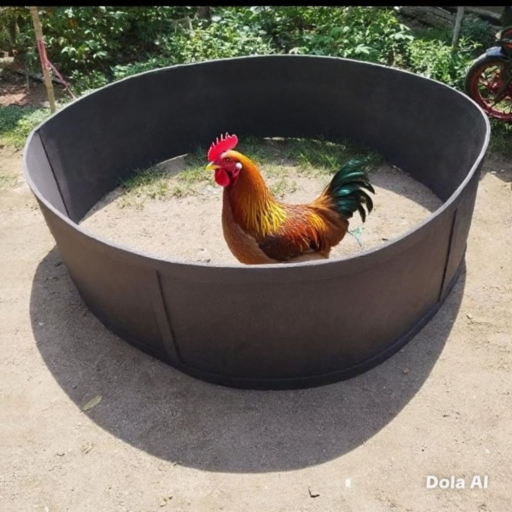 Geber /ring ayam kalang ayam aduan