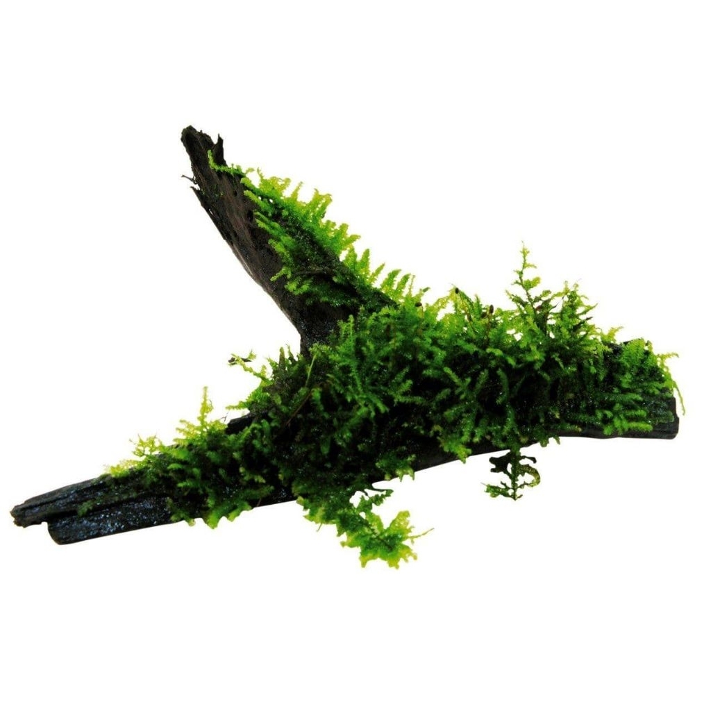 moss Java kayu