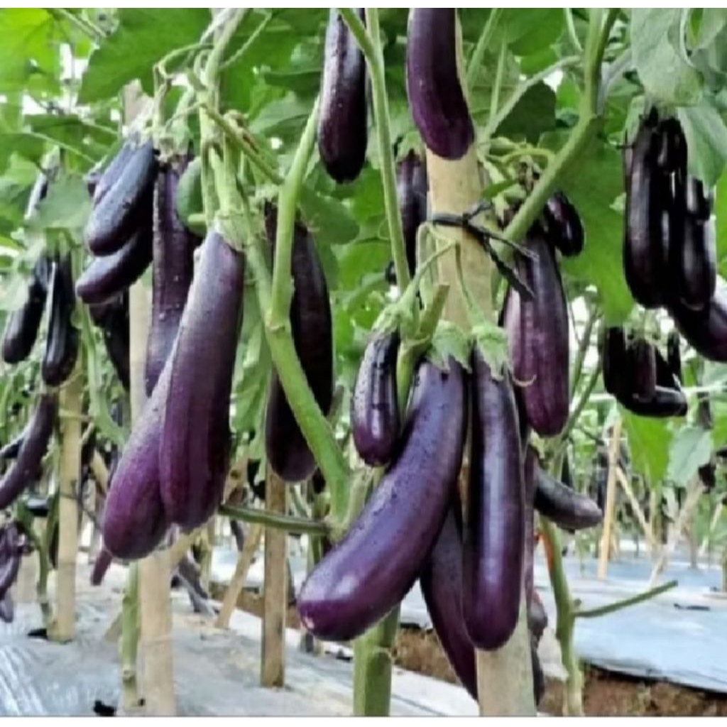 TERLARIS 150+ BENIH TERONG UNGU ANTABOGA