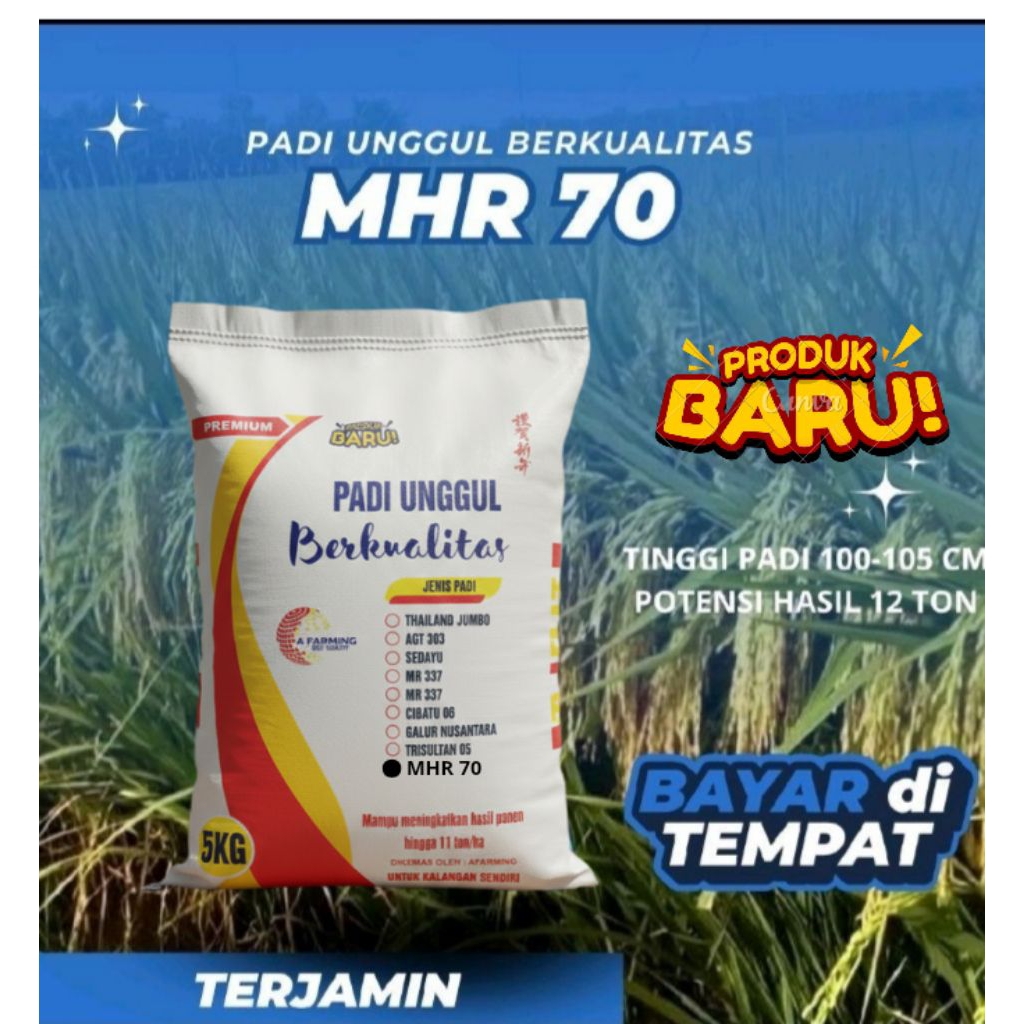 BENIH PADI MHR 70 KWALITAS UNGGUL BERAS PUTIH NASINYA PULEN
