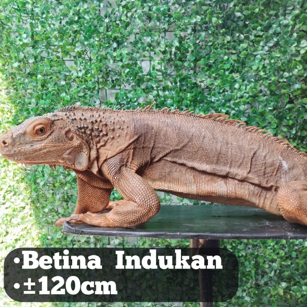 Iguana red betina indukan