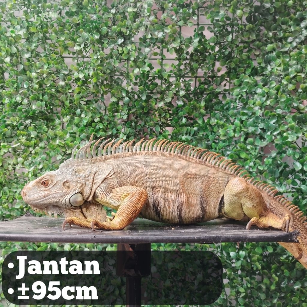 Iguana jantan green 95cm
