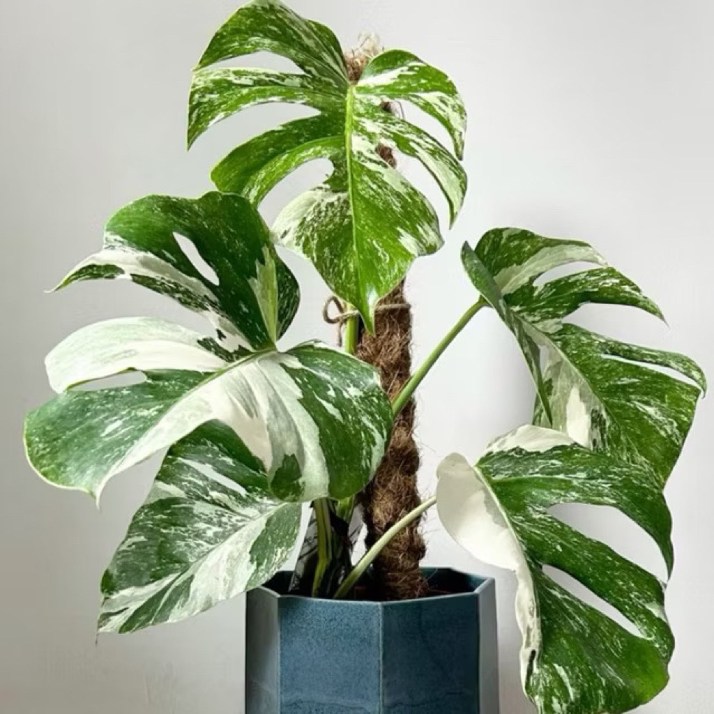 ( PROMO ) Tanaman Hias Monstera Deliciosa Varigata Putih / Tanaman Indoor Monstera Deliciosa Varigat