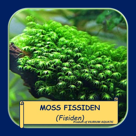 TANAMAN AQUASCAPE - MOSS FISSIDEN / PHOENIX MOSS (LOW CO2 + LOW LIGHT + LOW MAINTENANCE)