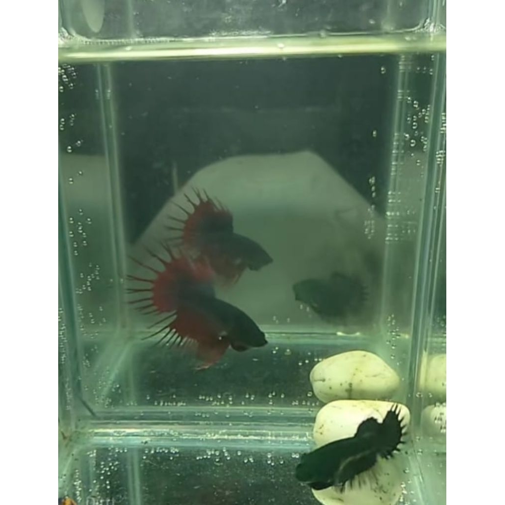 CT Hulk siap ngebredd