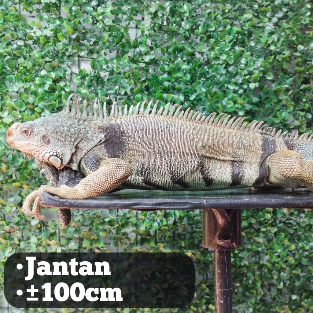 Iguana jantan green colombia