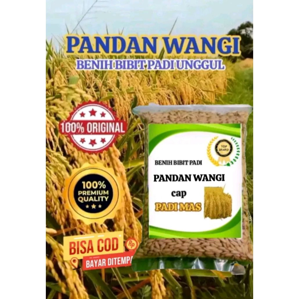 BENIH BIBIT PADI PANDAN WANGI KEMASAN 5KG