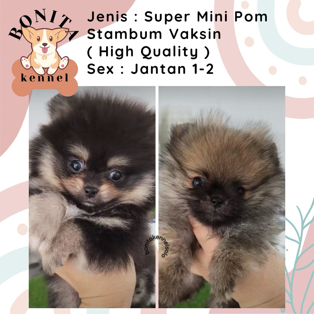 Super Mini Pom Stambum Minipom Mini Pomeranian Jantan Betina
