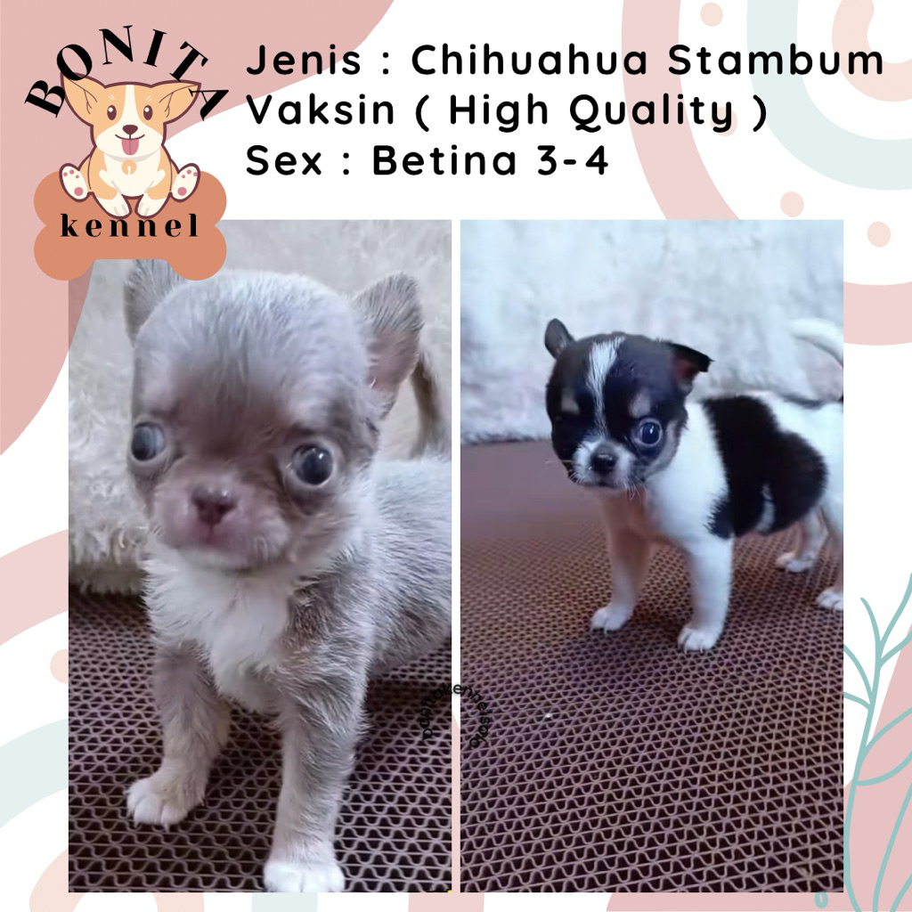 Chihuahua Stambum Anak Anjing Mini Chihuahua Jantan Betina