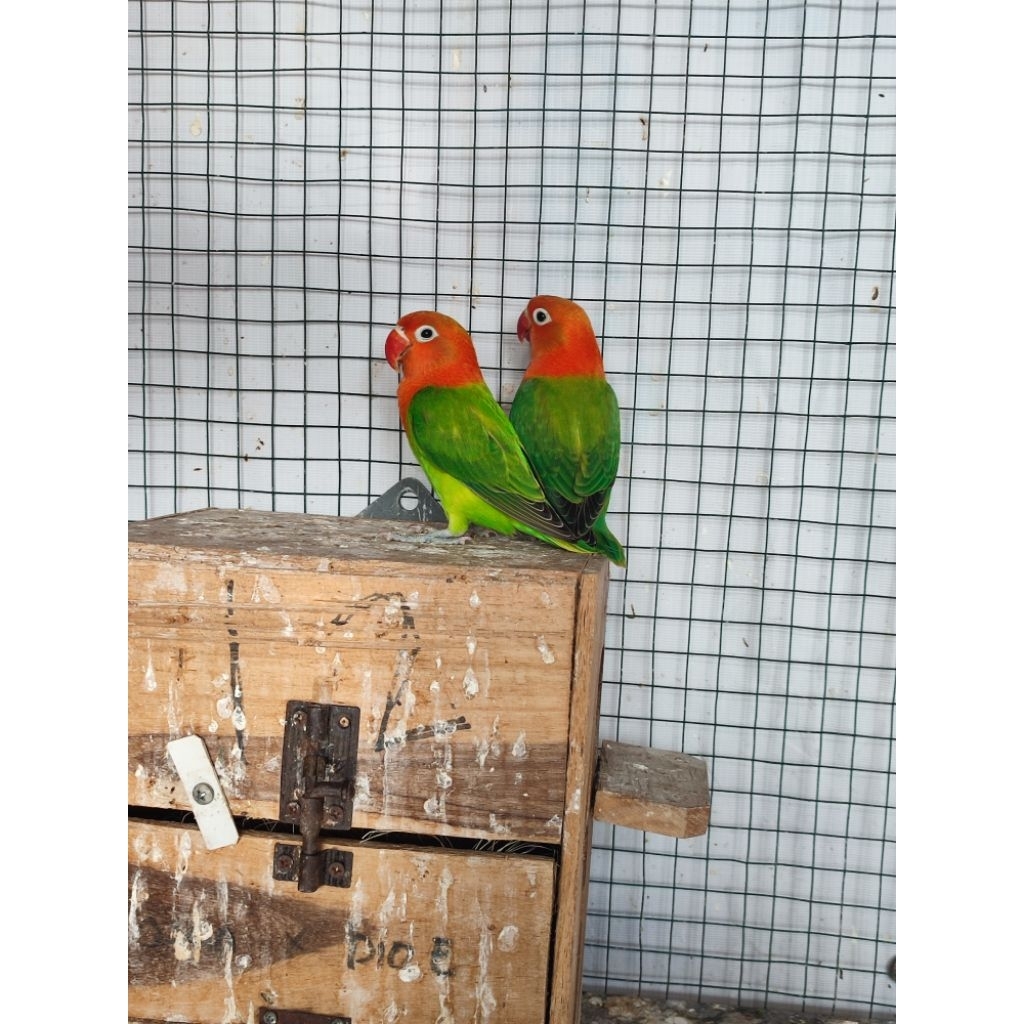lovebird sepasang biola green cantik pedas
