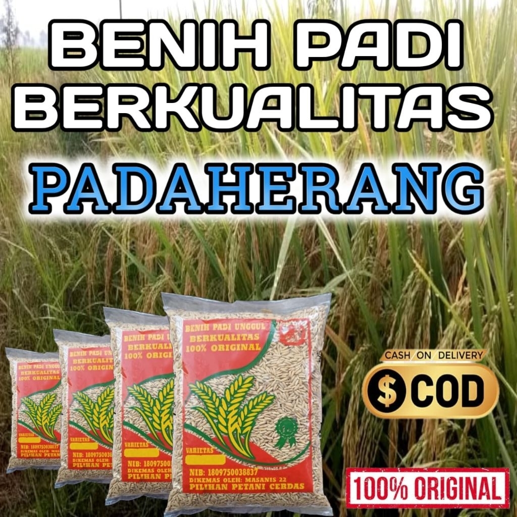 BENIH PADI PADAHERANG ORIGINAL KEMASAN1kg