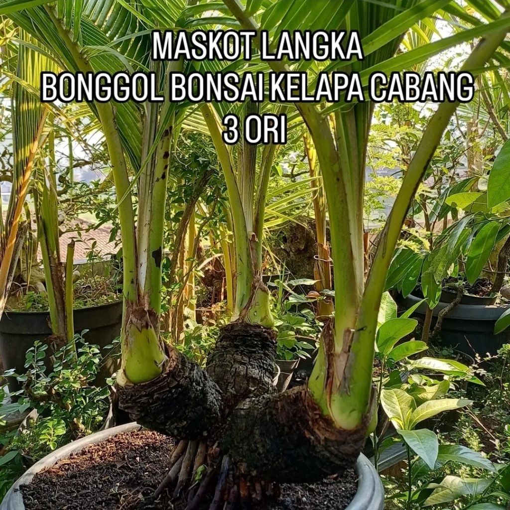 Bonsai Kelapa Cabang 3 Bonggol Ori LANGKA, Unik