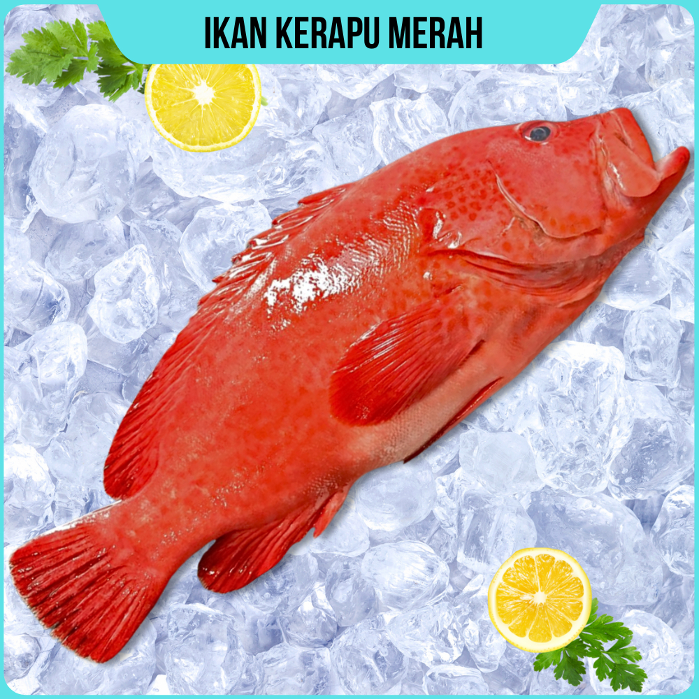 Ikan Kerapu Merah Segar Kerapu Dambil Dari Nelayan Langsung Frozen food