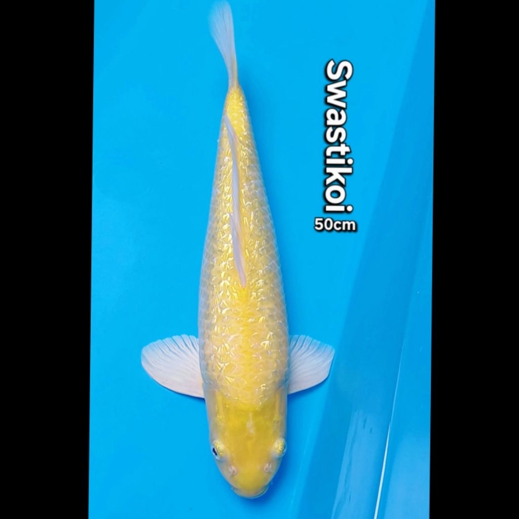 Ikan koi blitar super jumbo Karasi 50cm