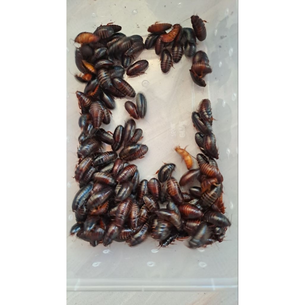 umpan mancing gacor galatama lele kecoa batu terlak menje cere