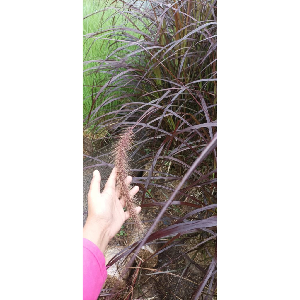 tanaman ilalang daun merah