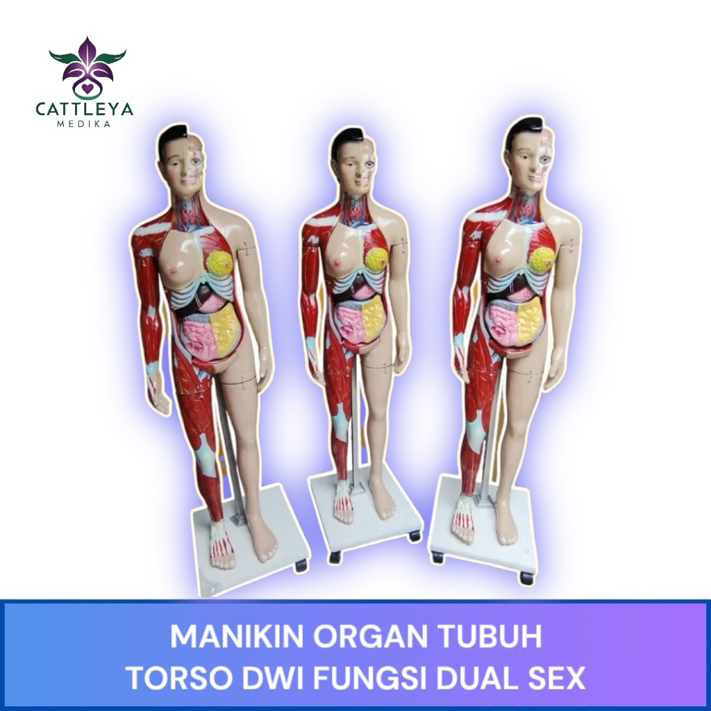 PHANTOM MANIKIN ORGAN TUBUH MANUSIA FULL BODY DWIFUNGSI DUAL SEX / ALAT PERAGA MANEKIN TORSO DUALSEX
