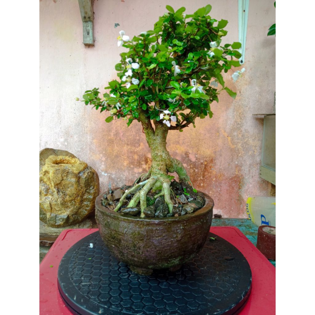 BONSAI SAKURA MIRTEN