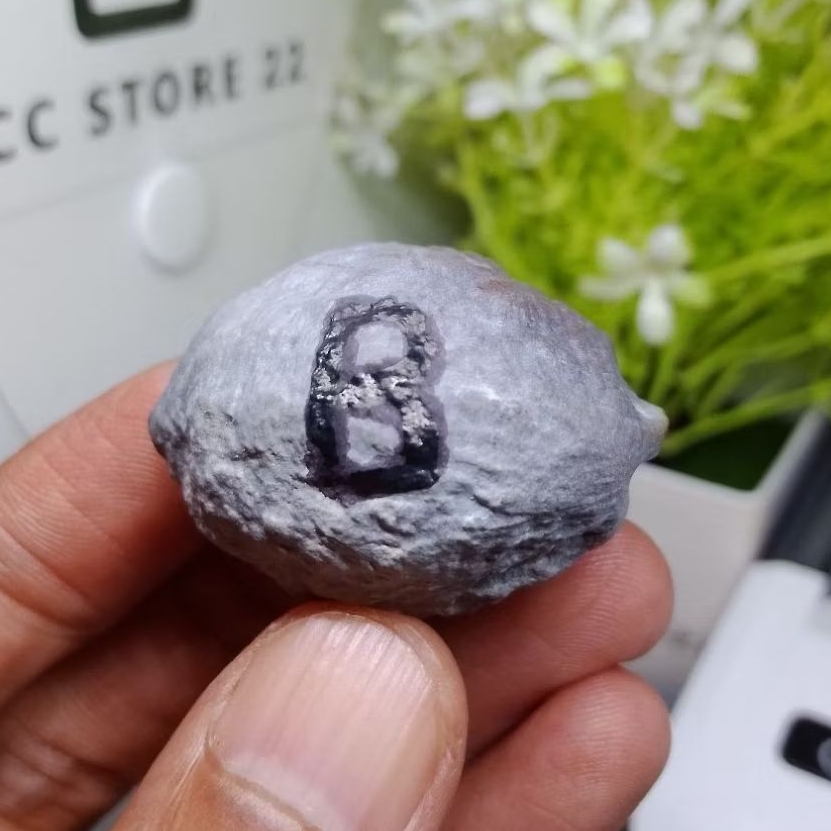 Muncang Adu A.Pait X Hercules B