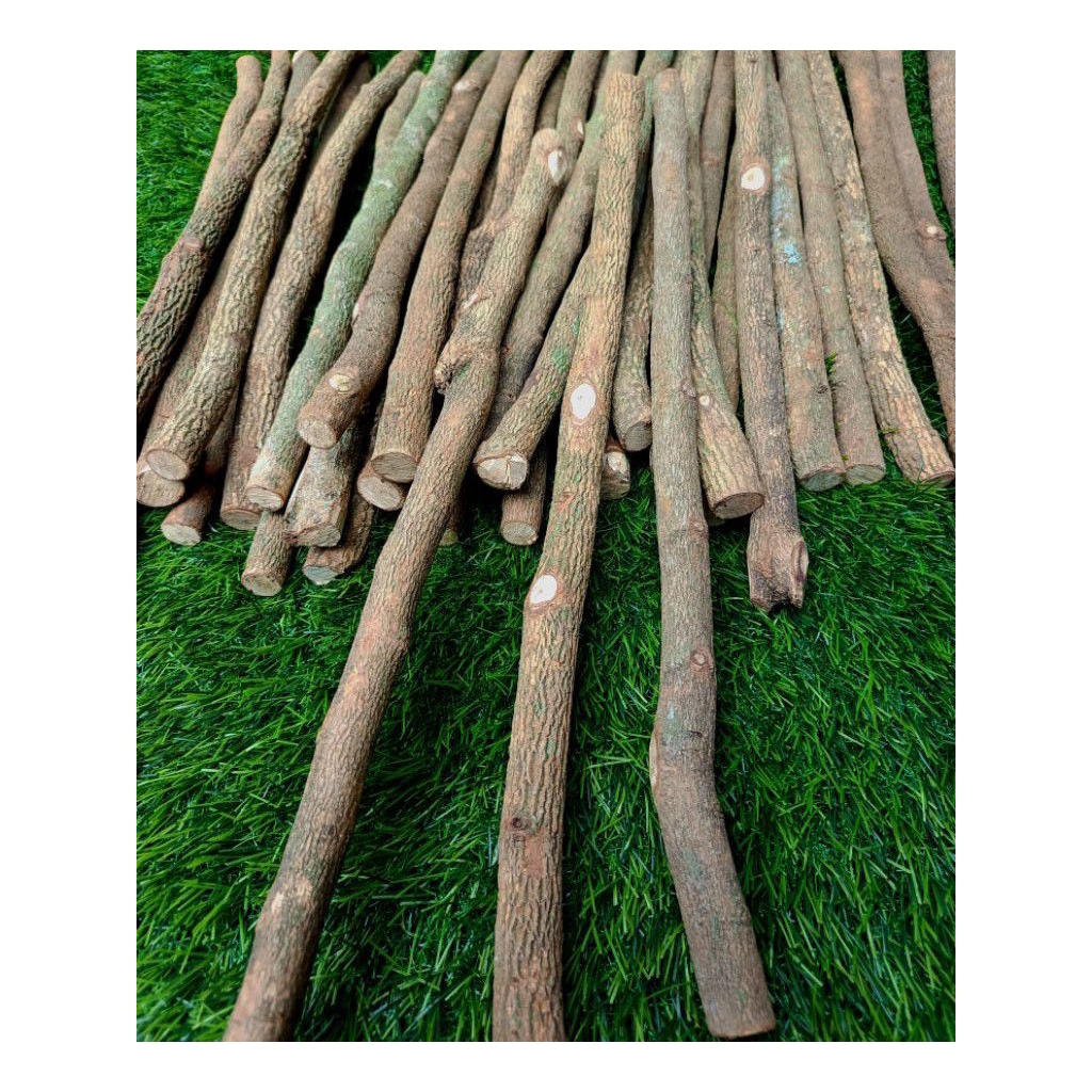 Ranting kayu asem Jawa. tangkringan burung murai. ranting kering kayu asem. tangkringan burung murai