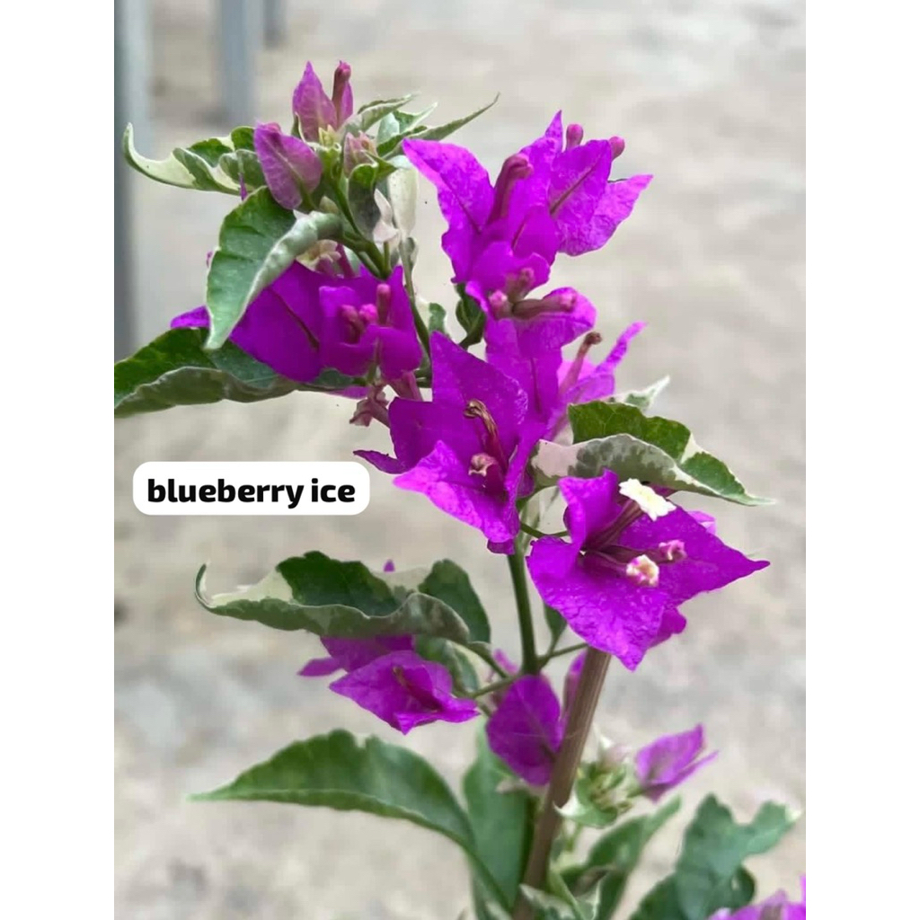 blueberry ice