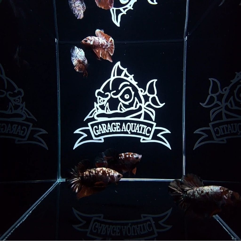 (INSTANT) IKAN CUPANG PLAKAT RED KOI COOPER PK RKC TOP GRADE HIASAN AQUARIUM AQUASCAPE