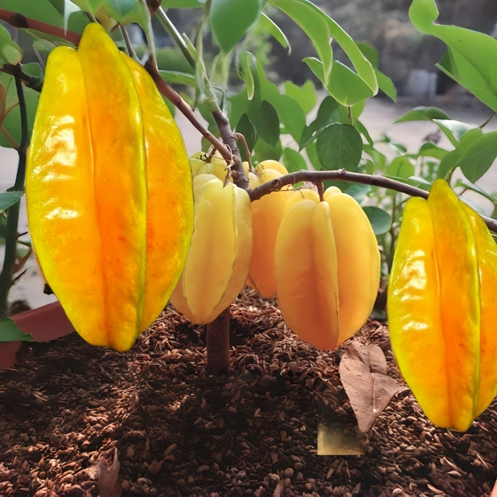 5 Biji Benih Blimbing Madu Pohon Pendek Buah Blimbing Pot Dan Polibeg untuk Taman Rumah Anda