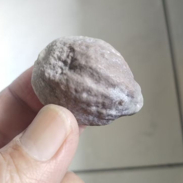 Kemiri Adu Muncang Adu Jayanti Anak Si Pait Rel Urat Dua