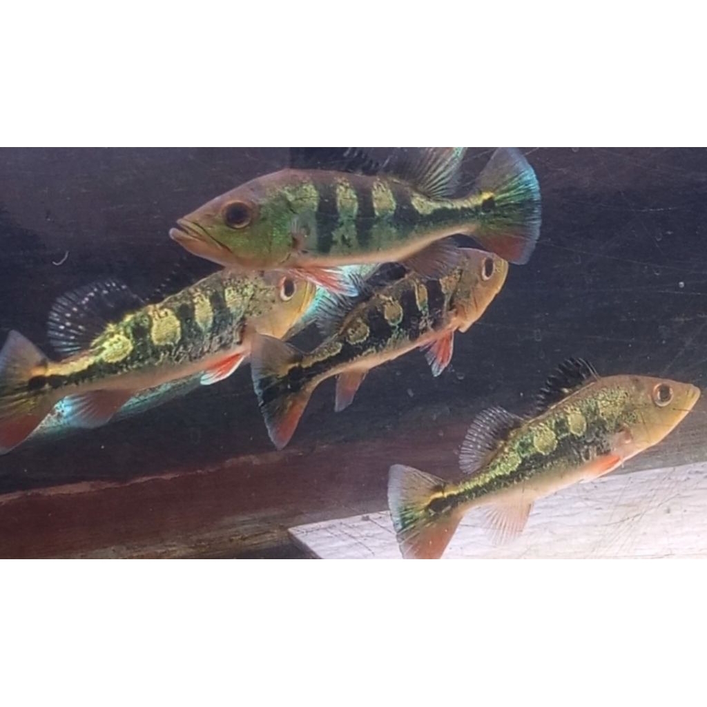 pbass mono GM 12 13cm