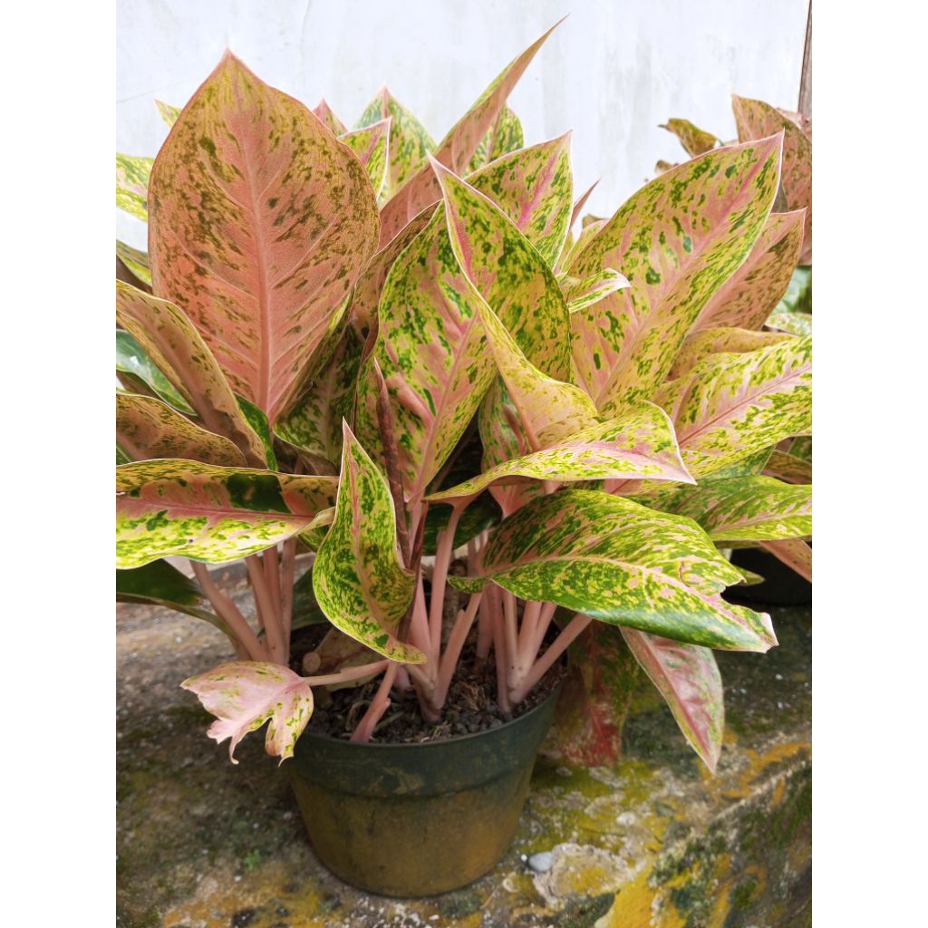 bibit Bunga aglonema jenis Heng heng . . dewasa  berdaun lebar