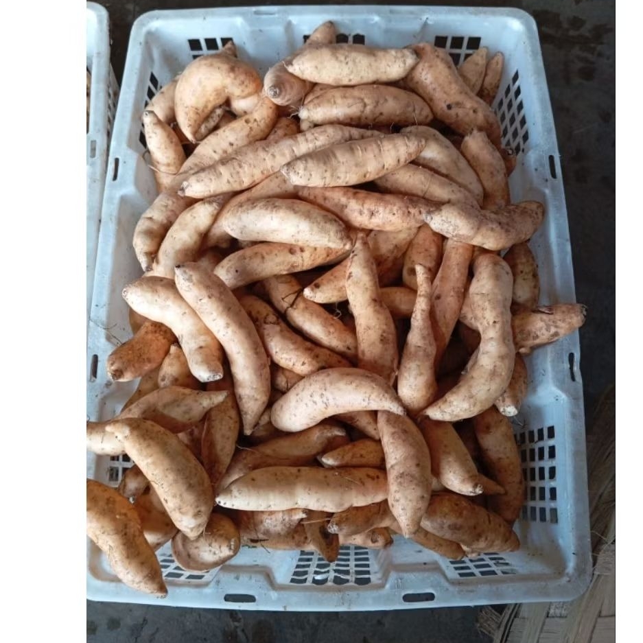 UbiMadu cilembu mentah