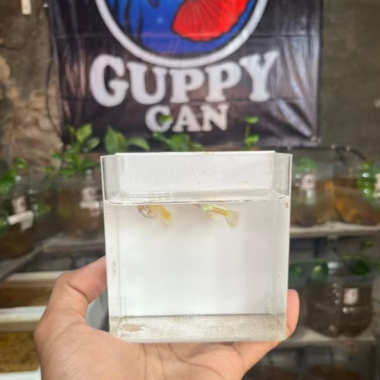 hiasan akuarium GUPPY ALBINO FULL PLATINUM sepasang indukan
