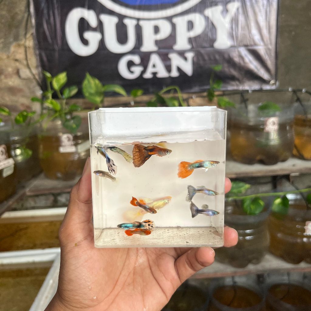 hiasan akuarium GUPPY PAKET WARNA WARNI cendolan