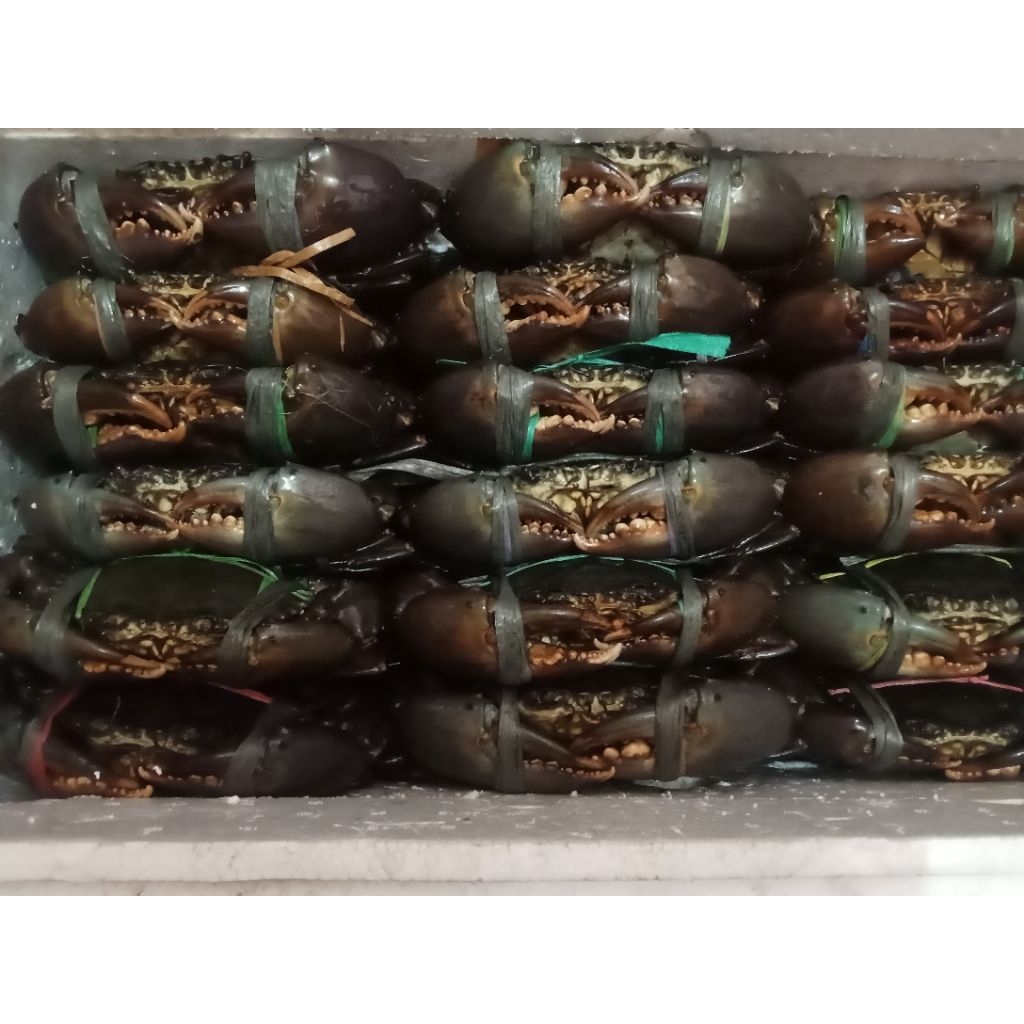 kepiting bakau Papua timika