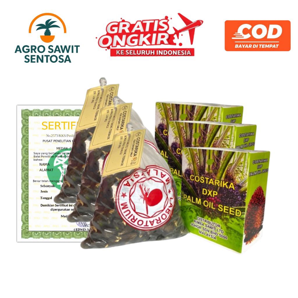 Bibit Benih Kecambah Kelapa Sawit Unggul Costarika DxP  Bersertifikat