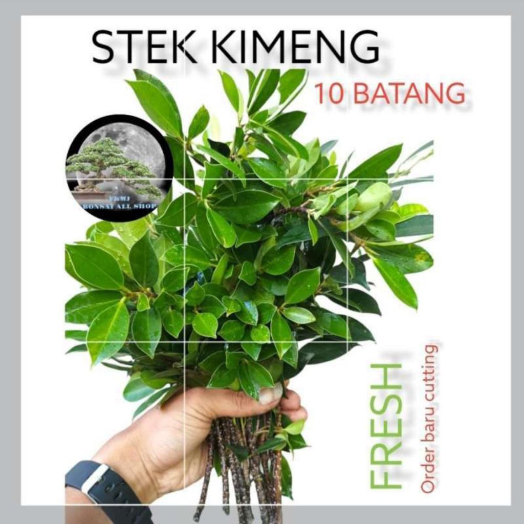 Stek kimeng pucukan 30cm fresh cutting siap tanam.