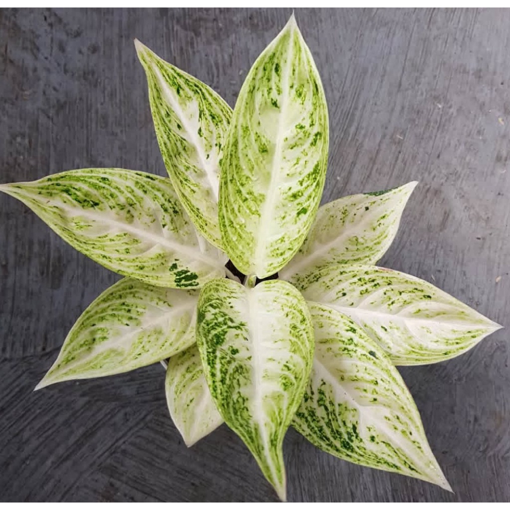 Aglonema legacy salju cantik - bibit bonggol asli - tanaman hias