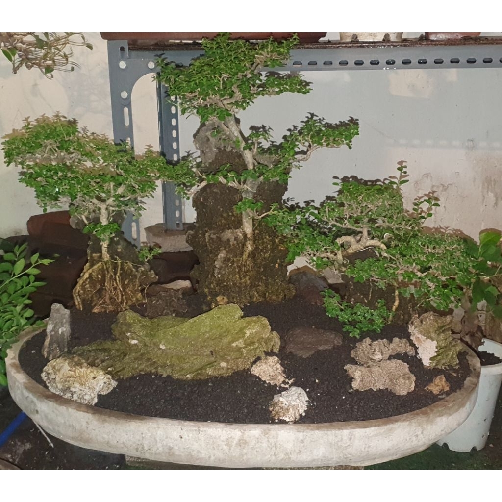 Bahan Bonsai dan Bonsai jadi