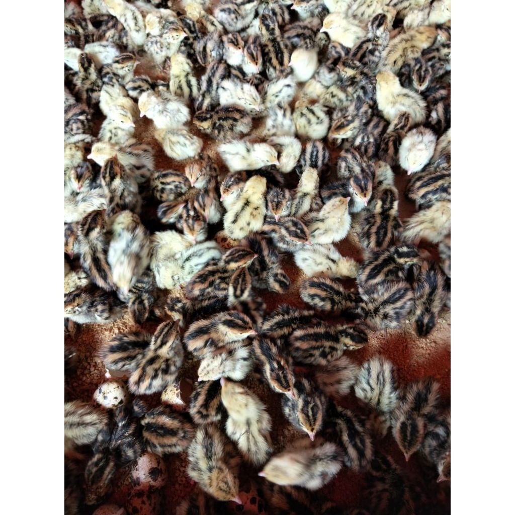 Puyuh Grosir - DOQ Puyuh Grosir - DOQ Puyuh (isi 50 Ekor)