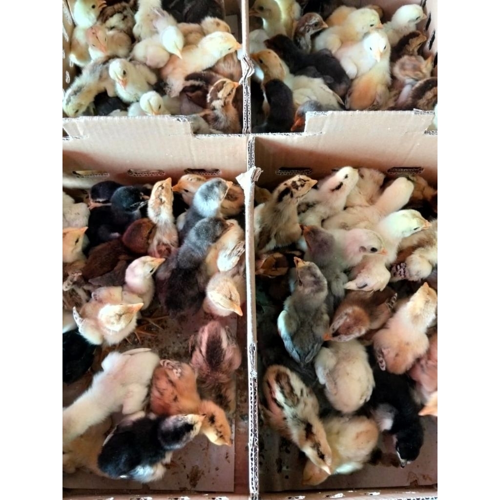 Bibit Ayam Kampung - DOC Ayam Kampung - Ayam Kampung Kecil