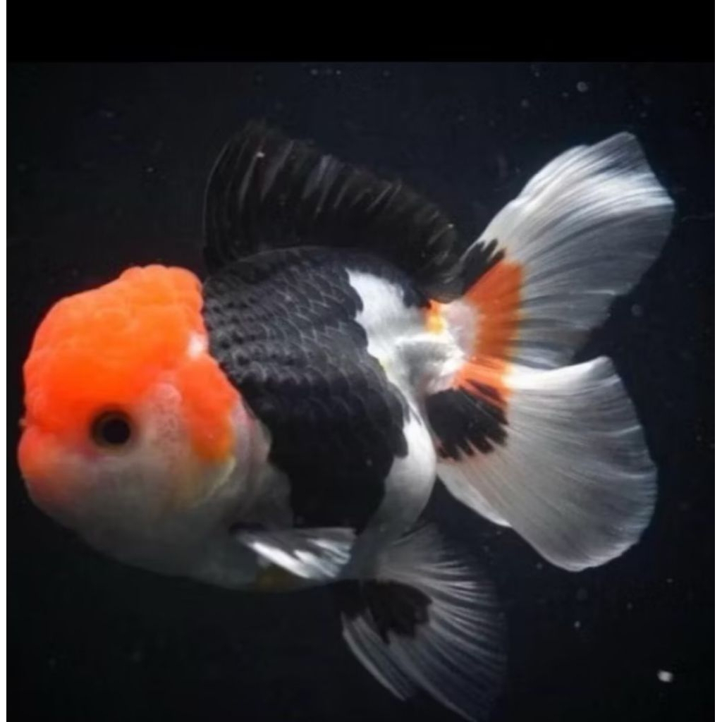 koki panda dan ikan mas koki panda 3 color fish gold koky / ikan hias mas koki panda / 10, ekor deko