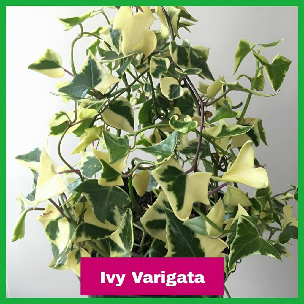 Tanaman Hias ivy varigata/ivy english Varigata Tanaman gantung ivy english tanaman hias gantung ivi 