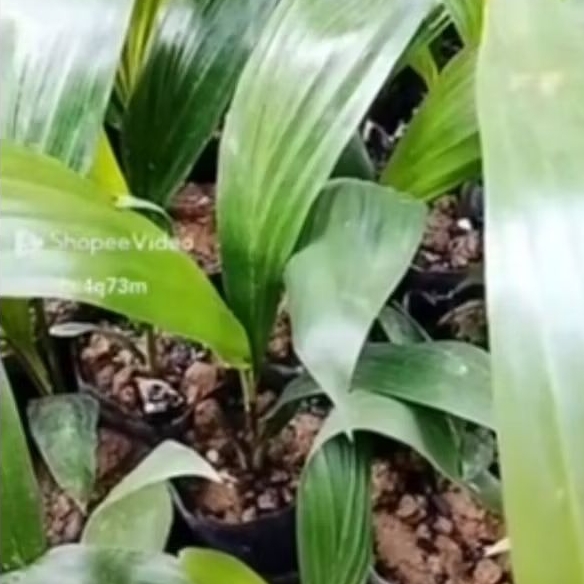 Bibit unggul DxP PPKS Medan bersertifikat