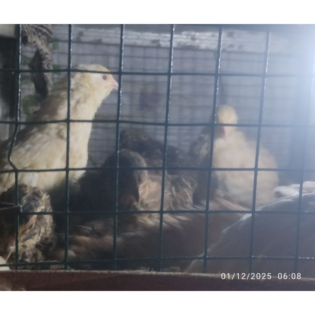 telur puyuh fertil. untuk ditetaskan